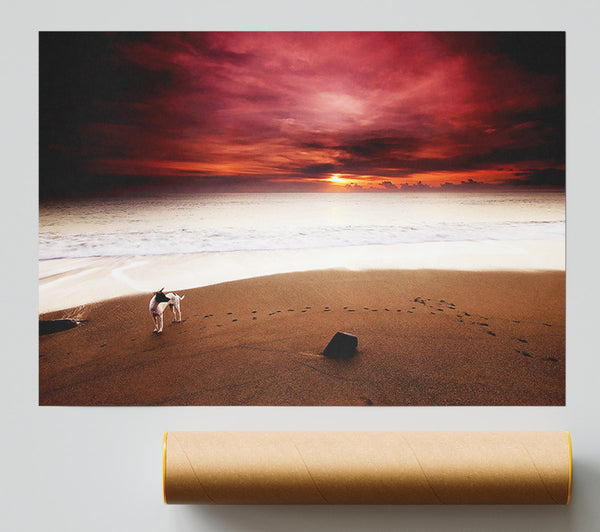 Dog On The Sunset Beach Poster