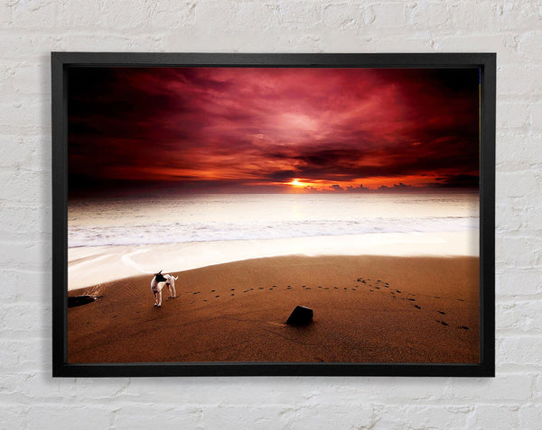 Hund am Sonnenuntergangsstrand