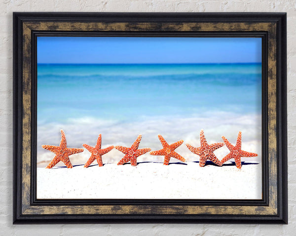 Star Fish Line-up