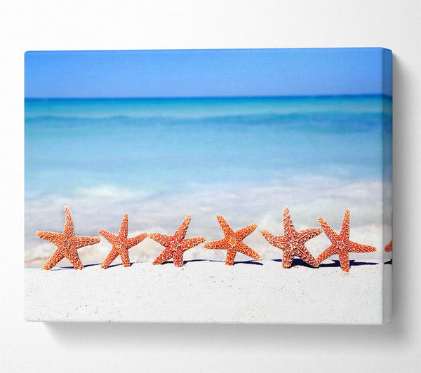 A Canvas Print of Star Fish Line-up Canvas Art