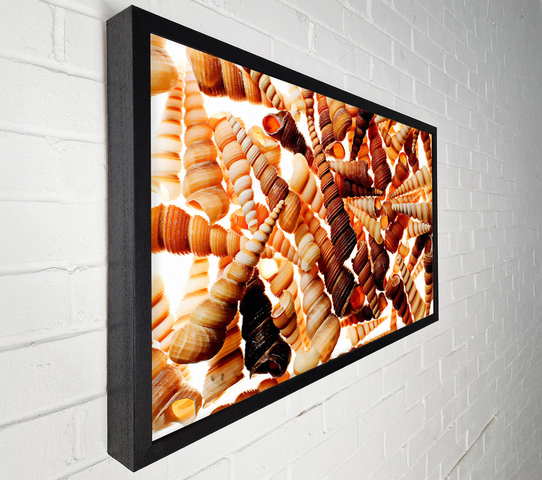  A Canvas Print of Shells Canvas Wall Art