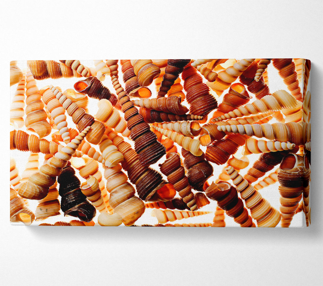  A Canvas Print of Shells Canvas Wall Art