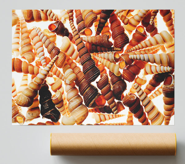 Shells Giclee Print