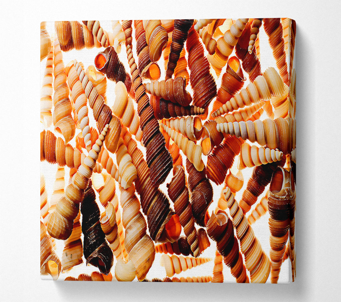  A Canvas Print of Shells Canvas Wall Art