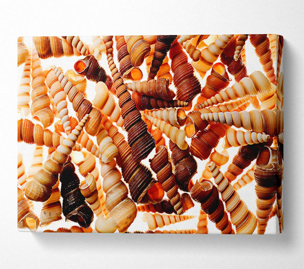  A Canvas Print of Shells Canvas Wall Art