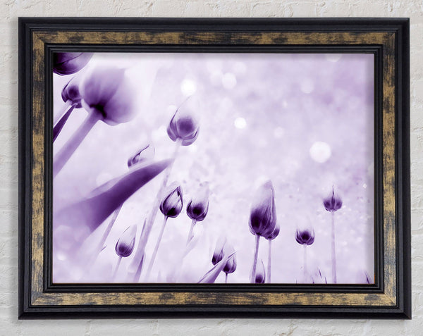 Attention Lilac Framed Print
