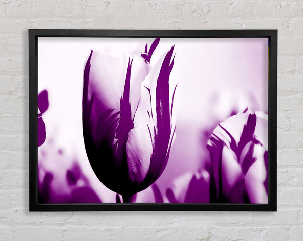 Juwel einer lila Tulpe