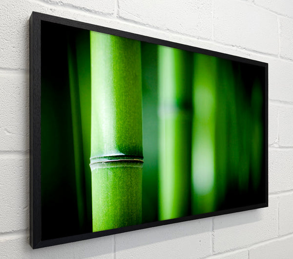 Green Bamboo Close-Up