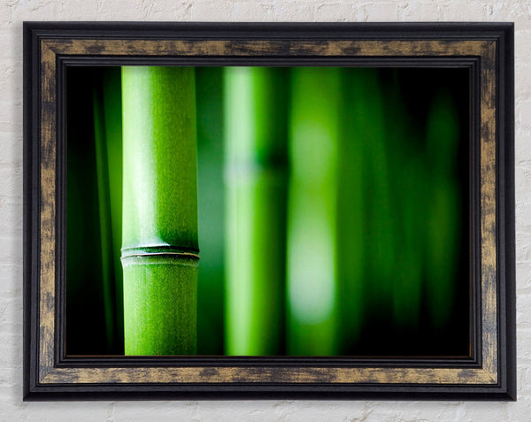 Green Bamboo Close-Up Framed Print