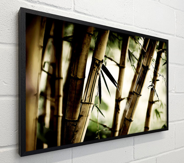 Stunning Bamboo
