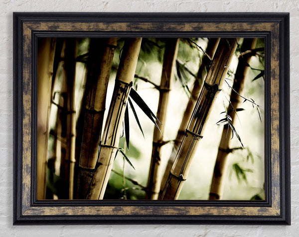 Stunning Bamboo Framed Print
