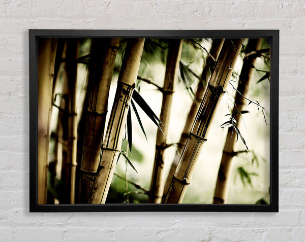 Stunning Bamboo Framed Print