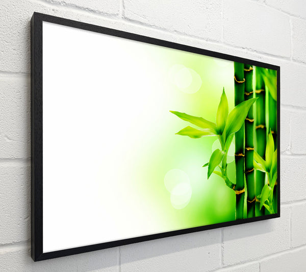 Bamboo Perfection