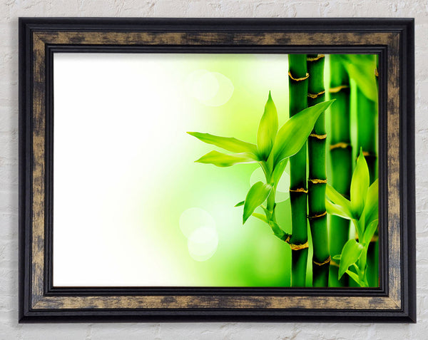 Bamboo Perfection Framed Print