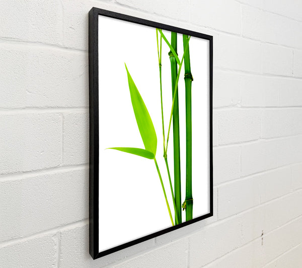 Bamboo Cane