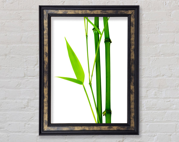 Bamboo Cane Framed Print