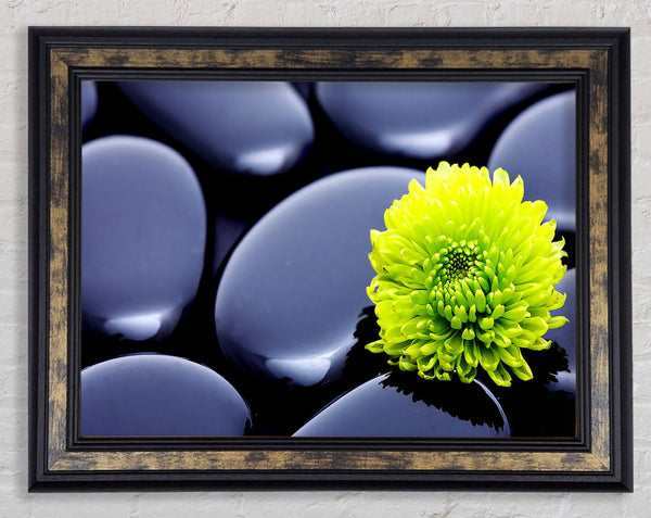 Black Zen Stones And A Yellow Mum Framed Print