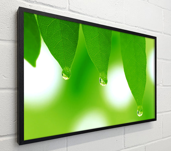 Tree Leaves With Dew