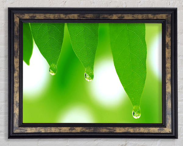 Tree Leaves With Dew Framed Print