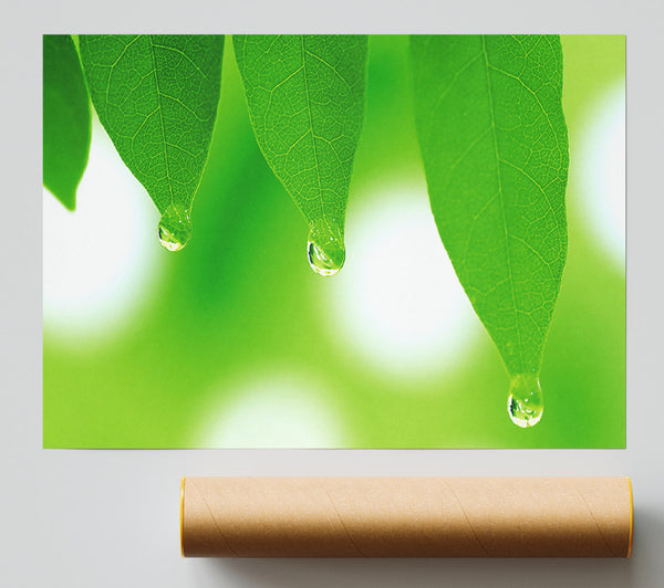 Tree Leaves With Dew Poster