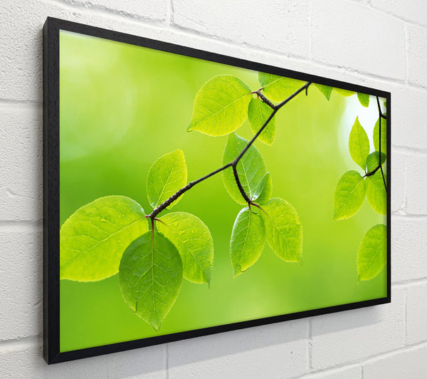 Branch With Green Leaves In The Sun
