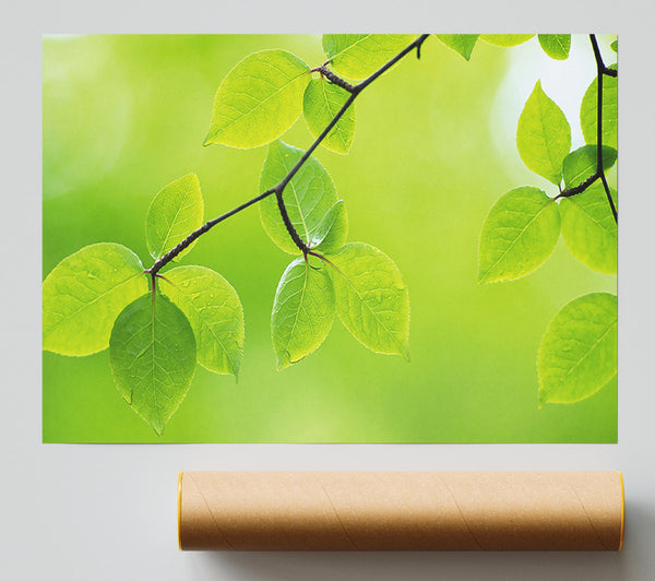 Branch With Green Leaves In The Sun Giclee Print
