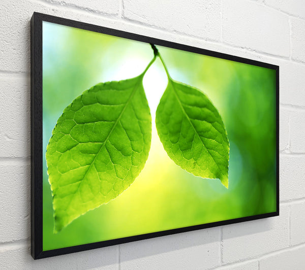 Duo Tree Leaves