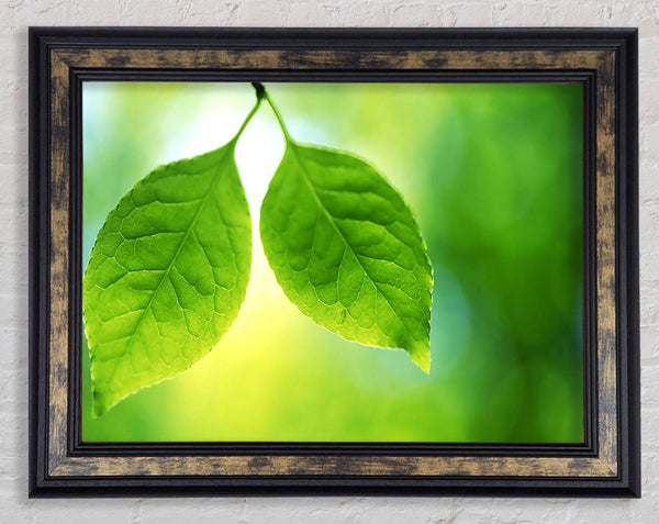 Duo Tree Leaves Framed Print