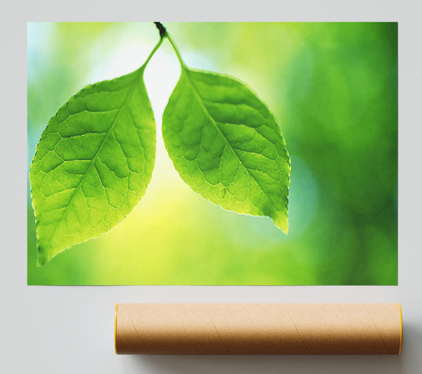Duo Tree Leaves Poster