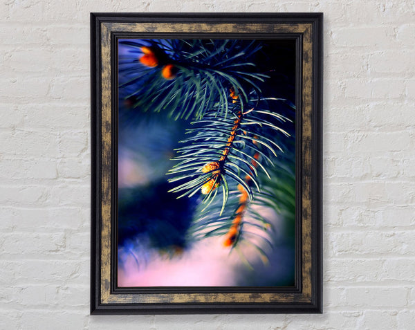 Fir Needles Macro Framed Print