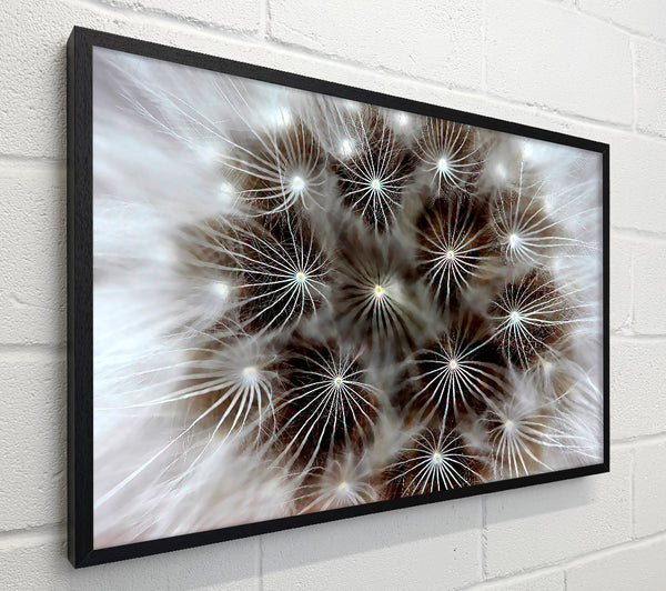 Macro Dandelion