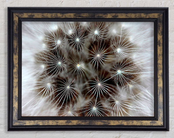 Macro Dandelion Framed Print