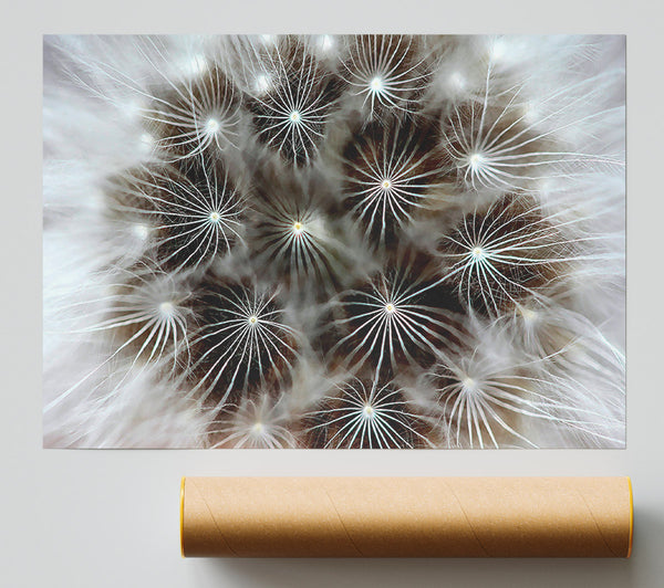 Macro Dandelion Poster