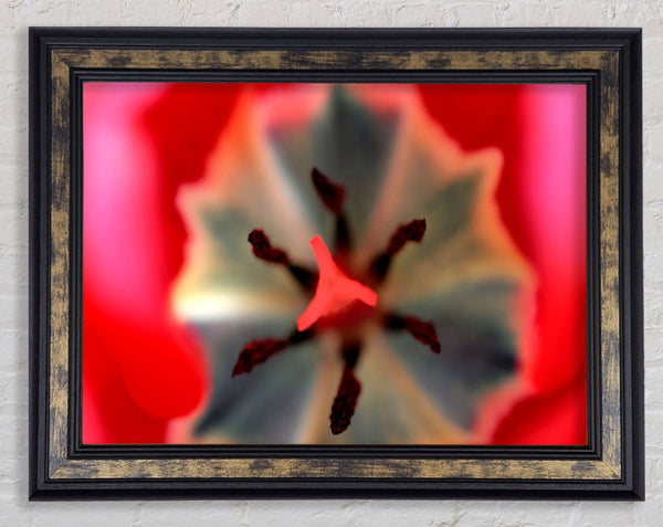 Inside A Tulip Framed Print