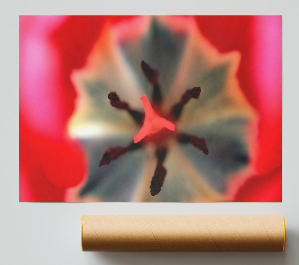 Inside A Tulip Giclee Print