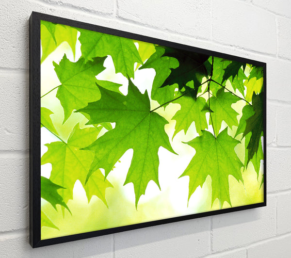 Summer Leaves