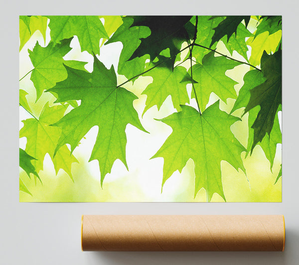 Summer Leaves Poster