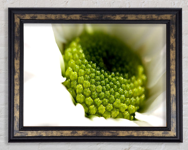Macro Centre Of A Daisy Framed Print