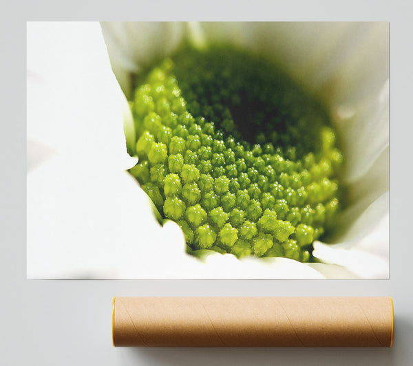 Macro Centre Of A Daisy Poster