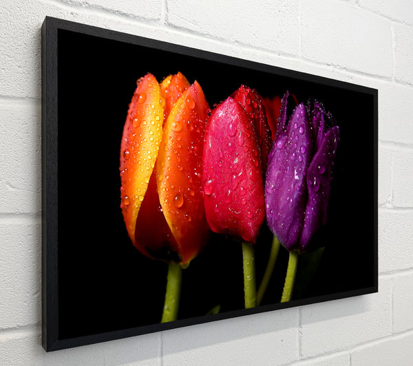 Colourful Tulips