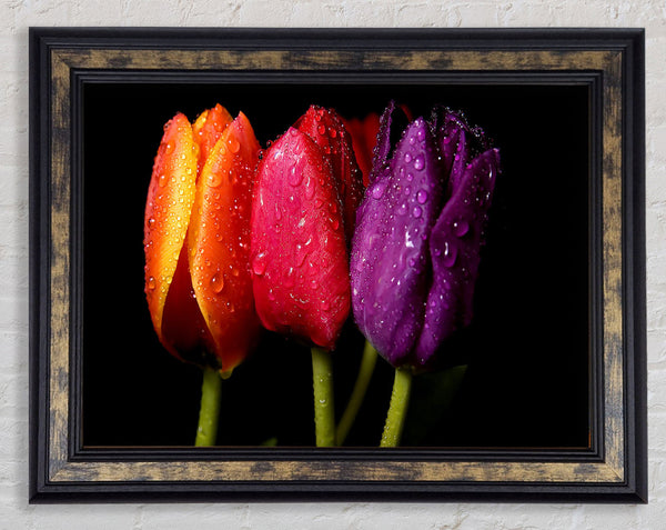 Colourful Tulips Framed Print