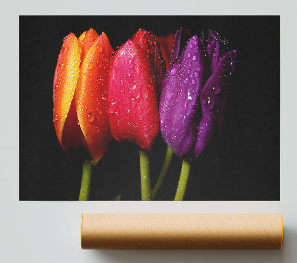 Colourful Tulips Giclee Print