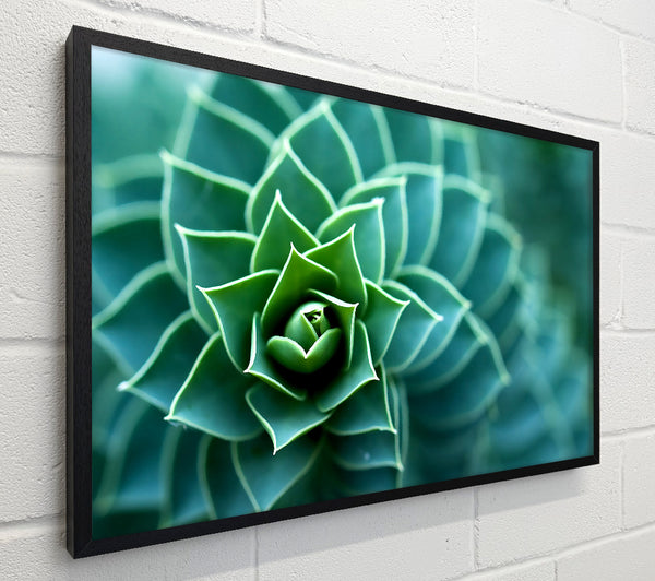 Beautiful Plant