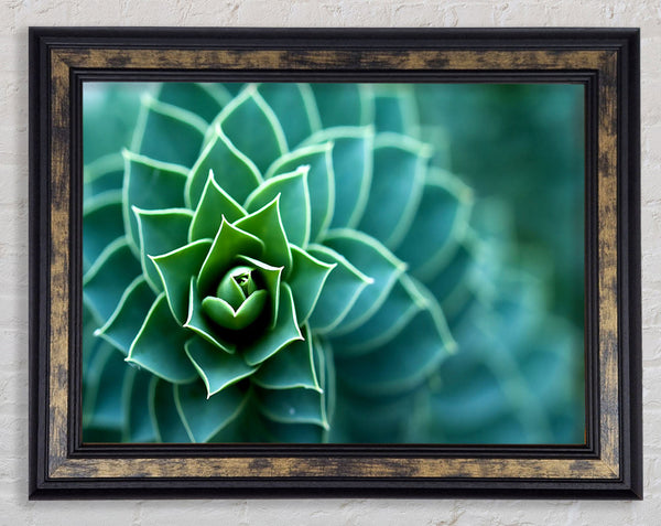 Beautiful Plant Framed Print