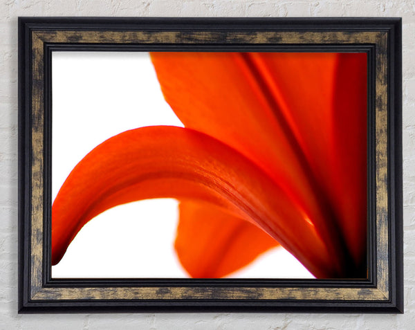 Lily On White Background Framed Print