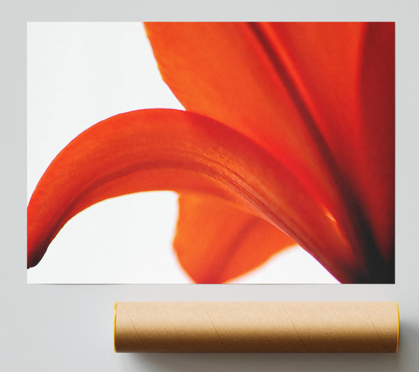 Lily On White Background Giclee Print