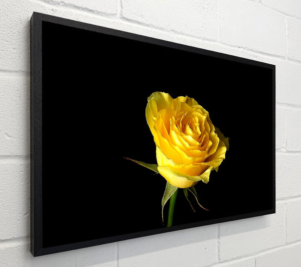 Yellow Rose On Black Background