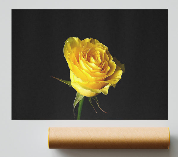 Yellow Rose On Black Background Poster