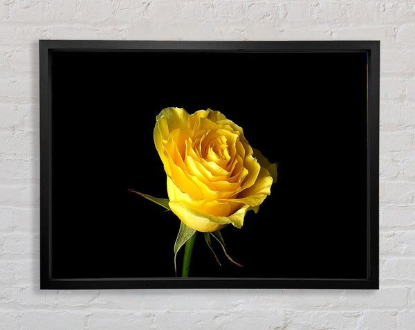 Yellow Rose On Black Background