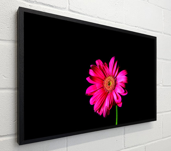 Hot Pink Gerber Daisy